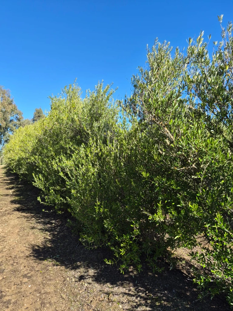 Hilera de olivos Arbequina listos para plantar, campo de Alcones, Colchagua