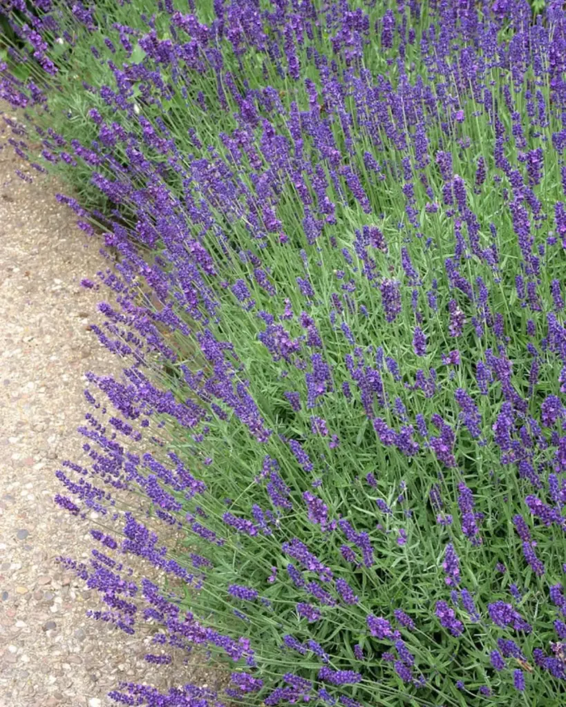 Lavandula Officinalis o Augustifolia (2).webp