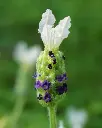 Lavanda Castillano White (2).webp