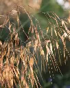 Stipa gigantea (2).webp