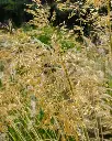 Stipa gigantea (3).webp