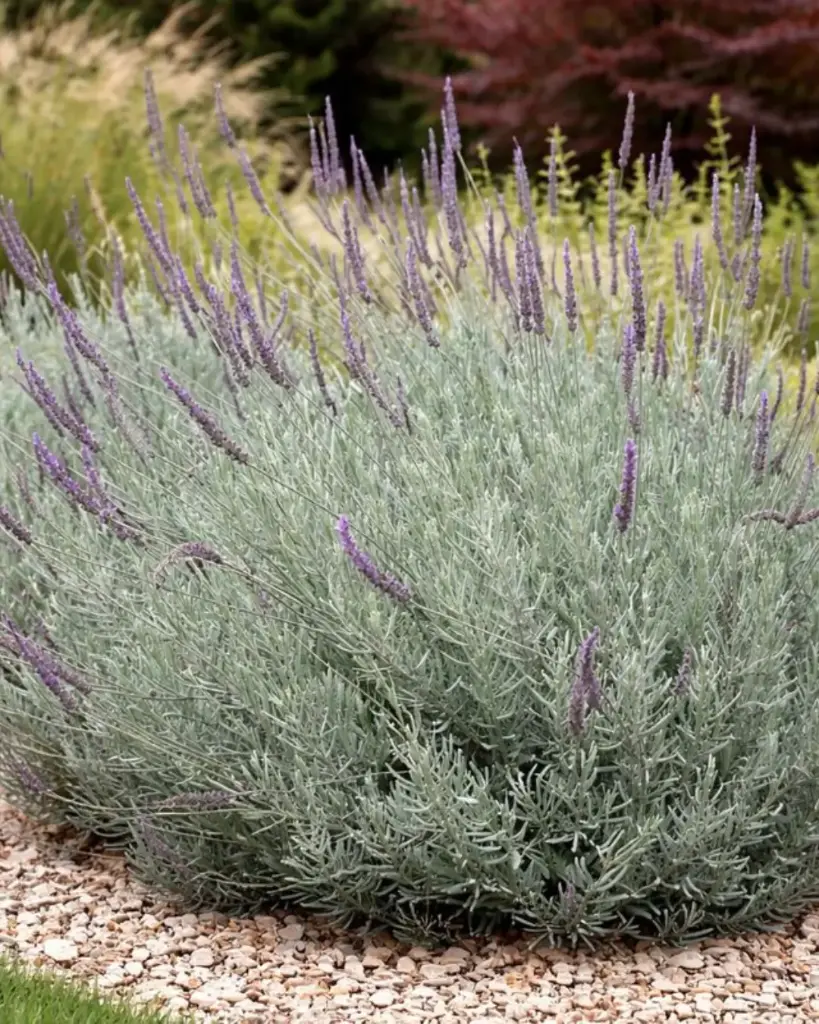 Lavanda Goodwin Creek (2).webp
