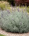 Lavanda Goodwin Creek (2).webp
