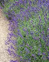 Lavandula Officinalis o Augustifolia (2).webp