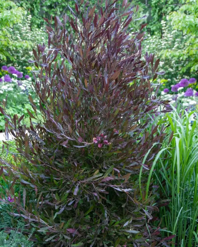 Stenocarpus Rojo (2).webp