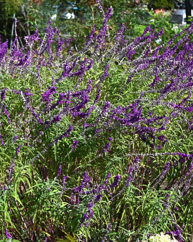 Salvia leucantha (2).webp