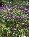 Salvia leucantha (2).webp