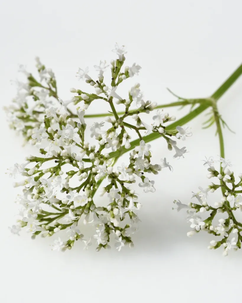 Valeriana Blanca (2).webp