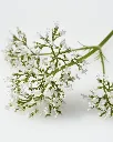 Valeriana Blanca (2).webp