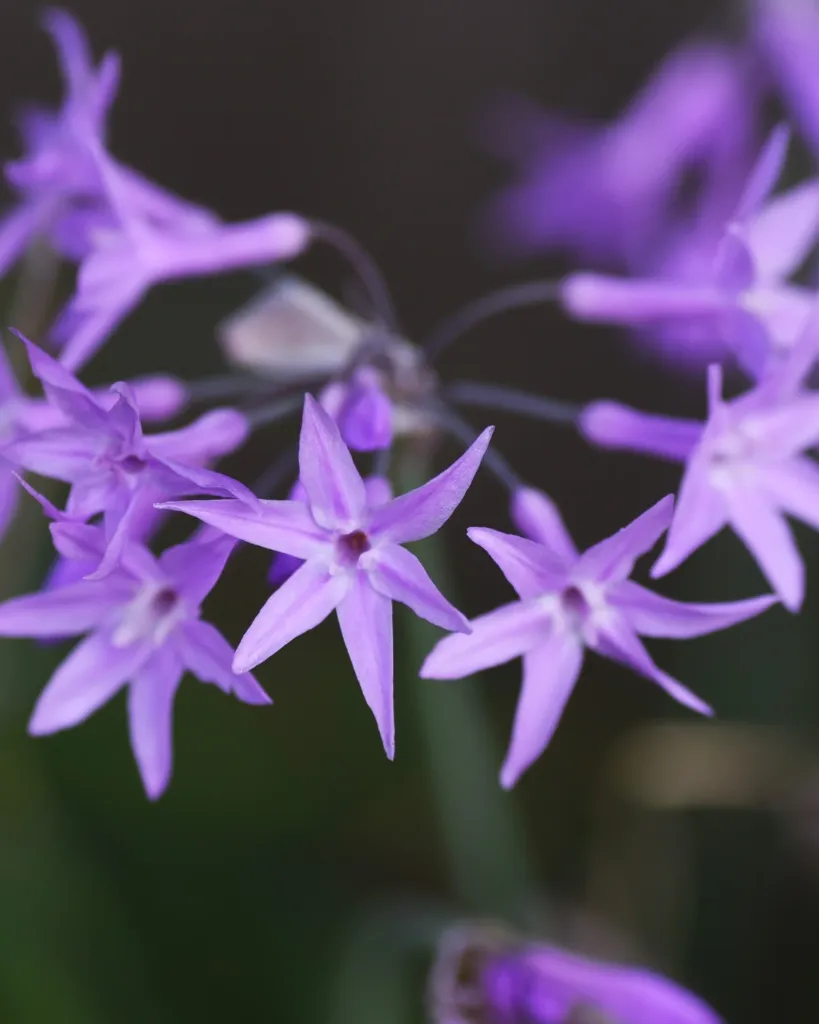 Tulbaghia violacea (2).webp