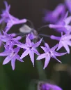 Tulbaghia violacea (2).webp