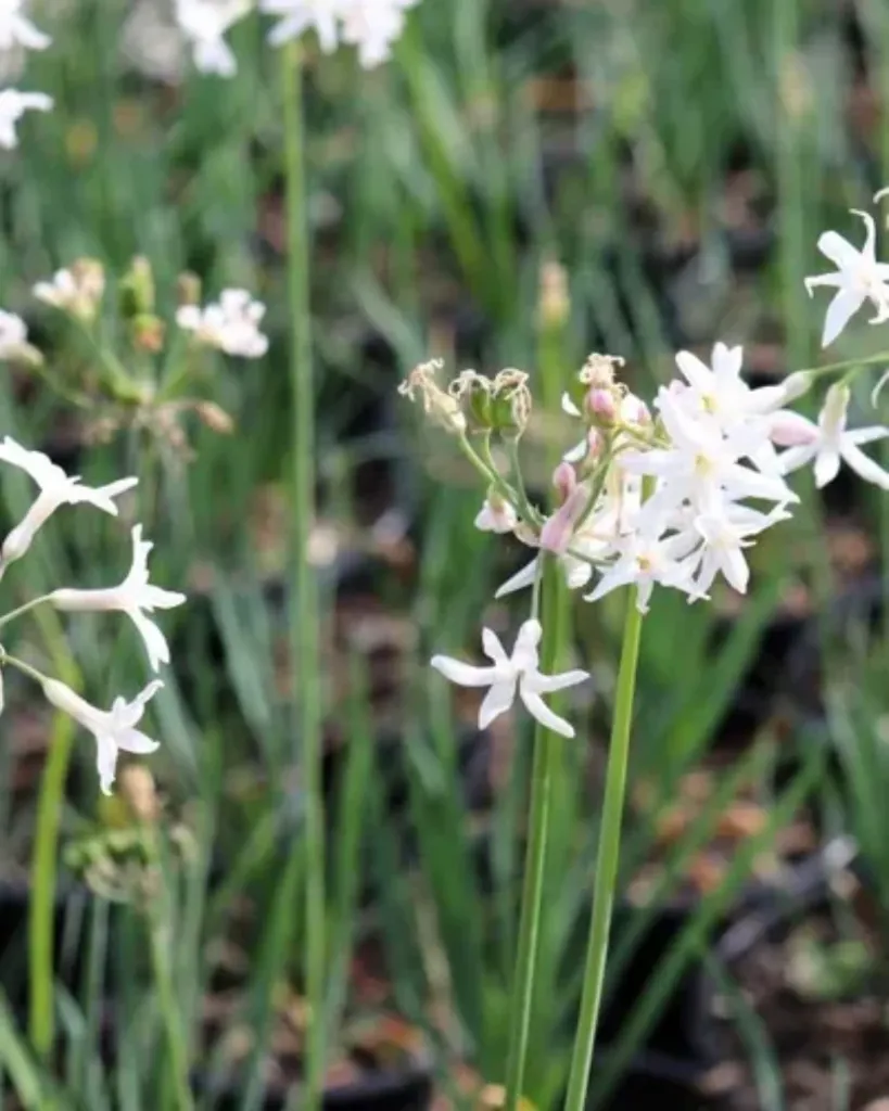 Tulbaghia blanca (2).webp