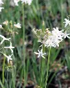 Tulbaghia blanca (2).webp
