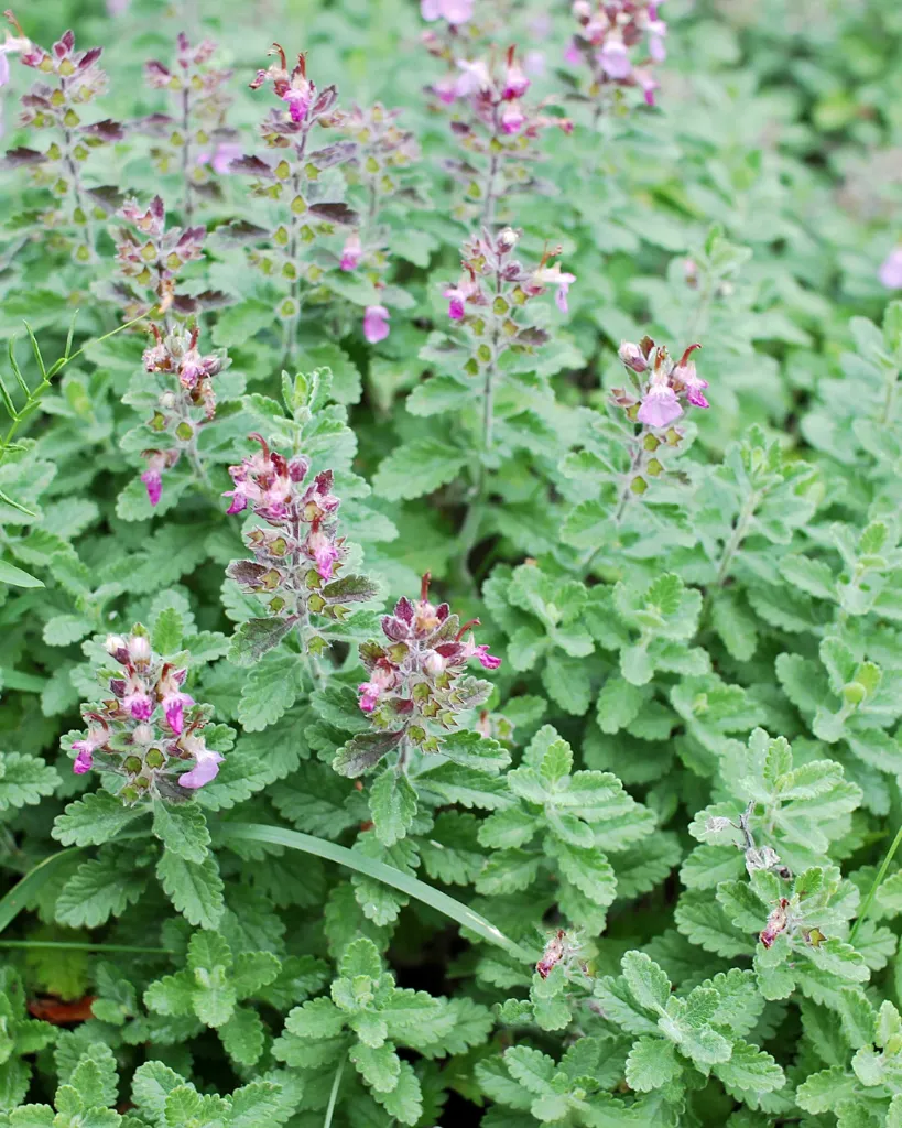Teucrium chamaedrys (3).webp