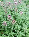 Teucrium chamaedrys (3).webp