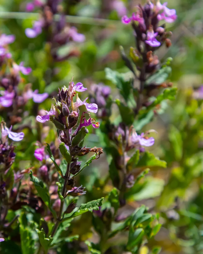 Teucrium chamaedrys.webp