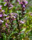Teucrium chamaedrys.webp