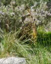 Stipa neesiana (2).webp