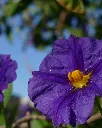 Solanum Rantoneti.webp