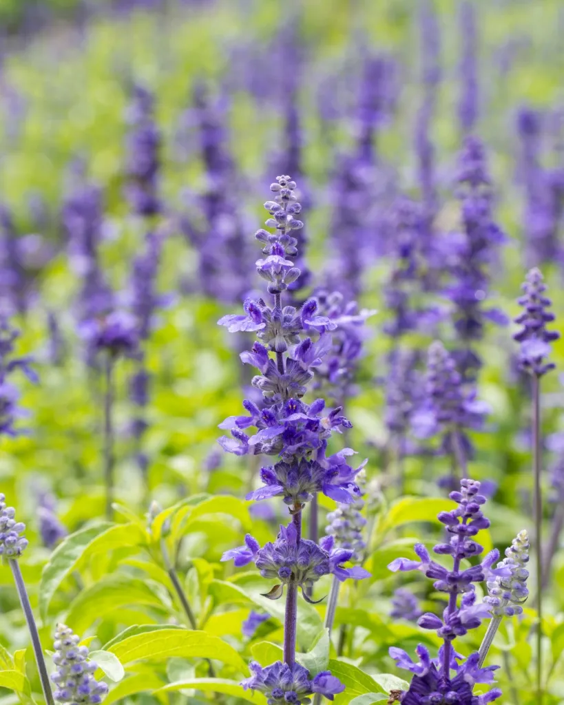 Salvia Big Blue (2).webp