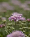 Scabiosa Rosada (3).webp
