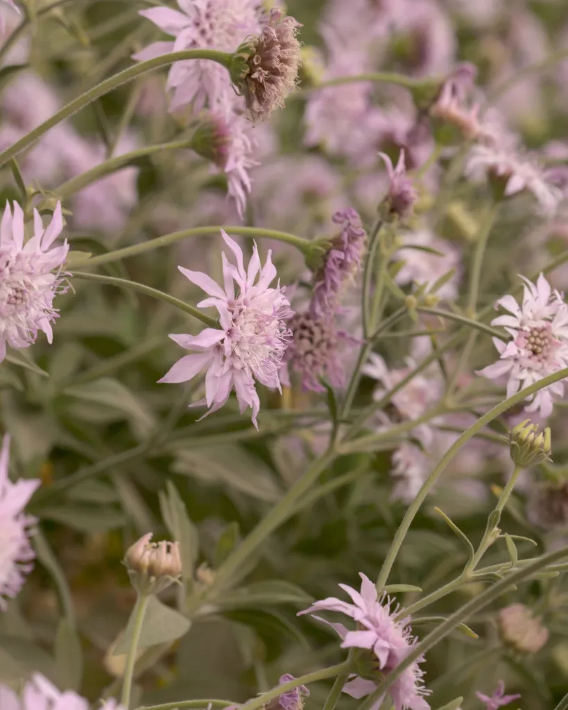 Scabiosa Rosada (2).webp