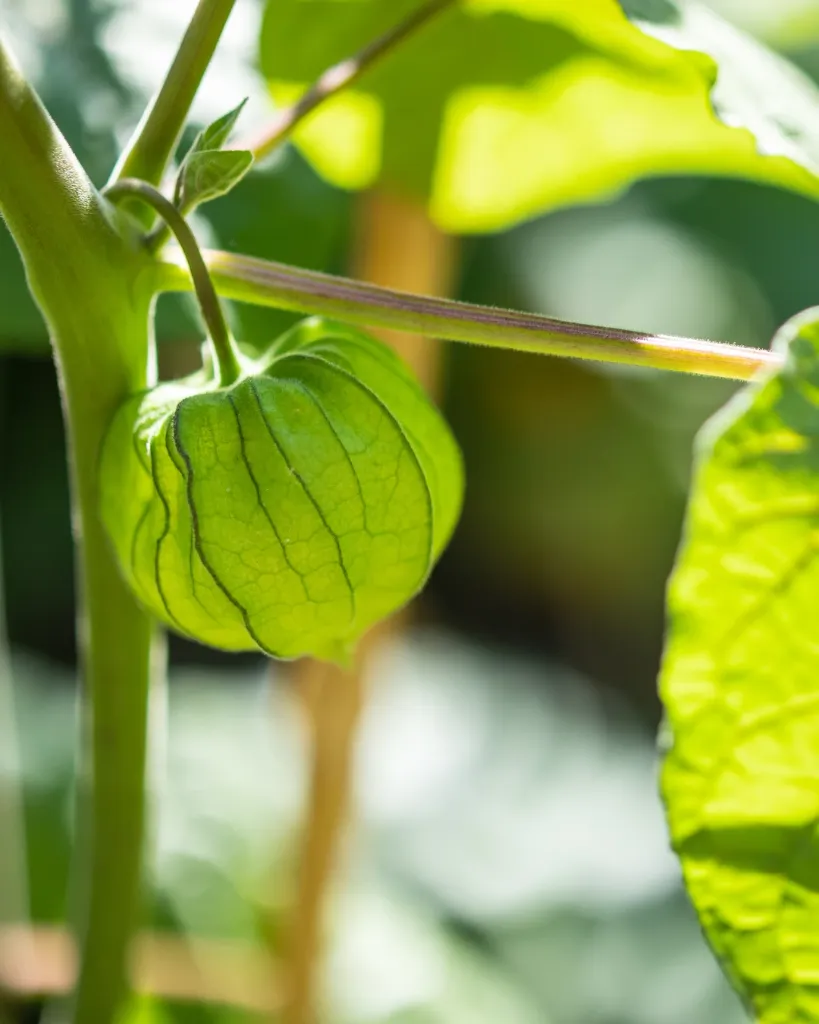 Physalis (4).webp