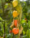 Physalis (5).webp