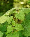 Physalis (3).webp