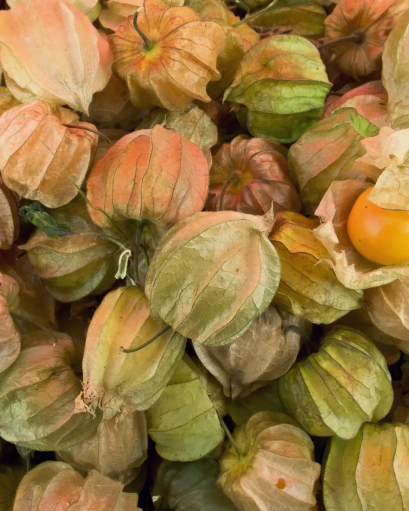Physalis (2).webp