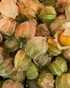 Physalis (2).webp