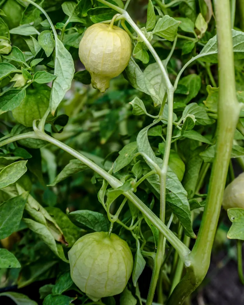 Physalis (6).webp