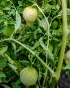 Physalis (6).webp