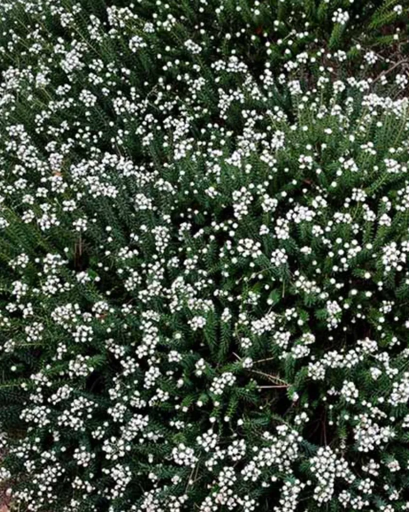 Philica (2).webp