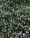 Philica (2).webp