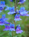 Penstemon electric Blue (3).webp