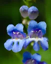 Penstemon electric Blue (2).webp