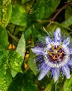 Pasionaria (2).webp