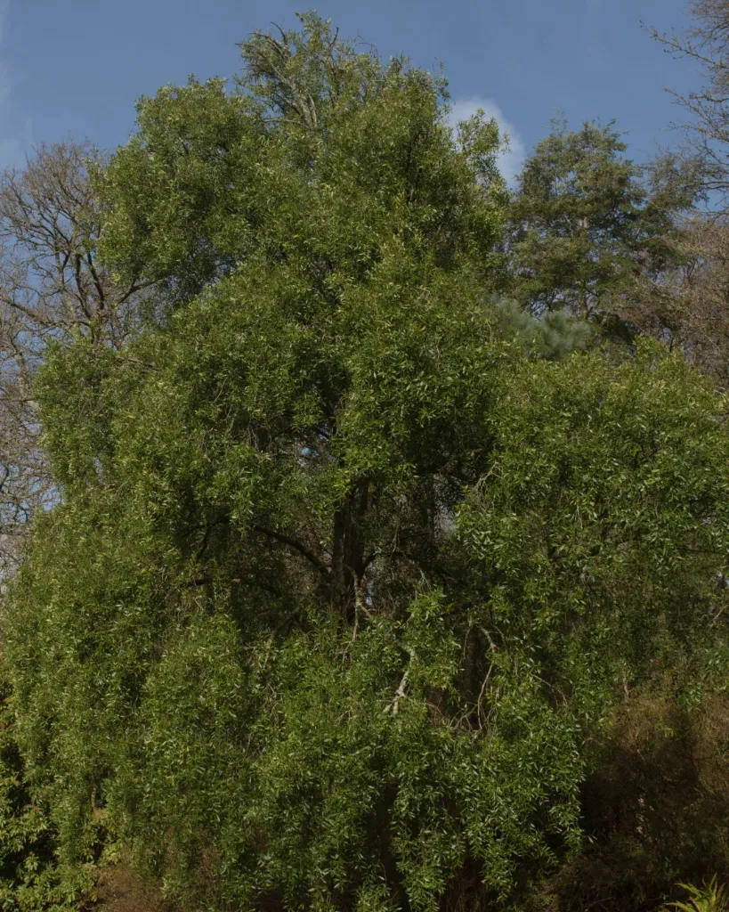 Maiten.webp