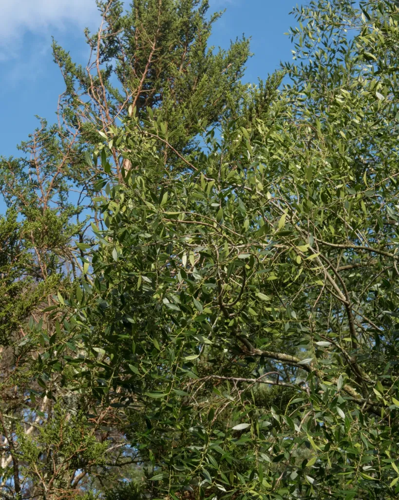 Maiten (2).webp