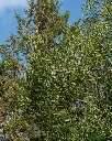 Maiten (2).webp