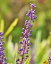 Liriope muscaris (3).webp