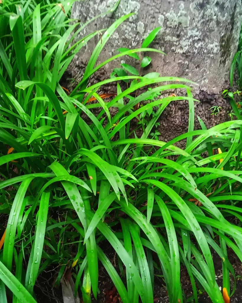 Liriope muscaris (2).webp