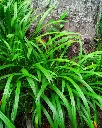Liriope muscaris (2).webp