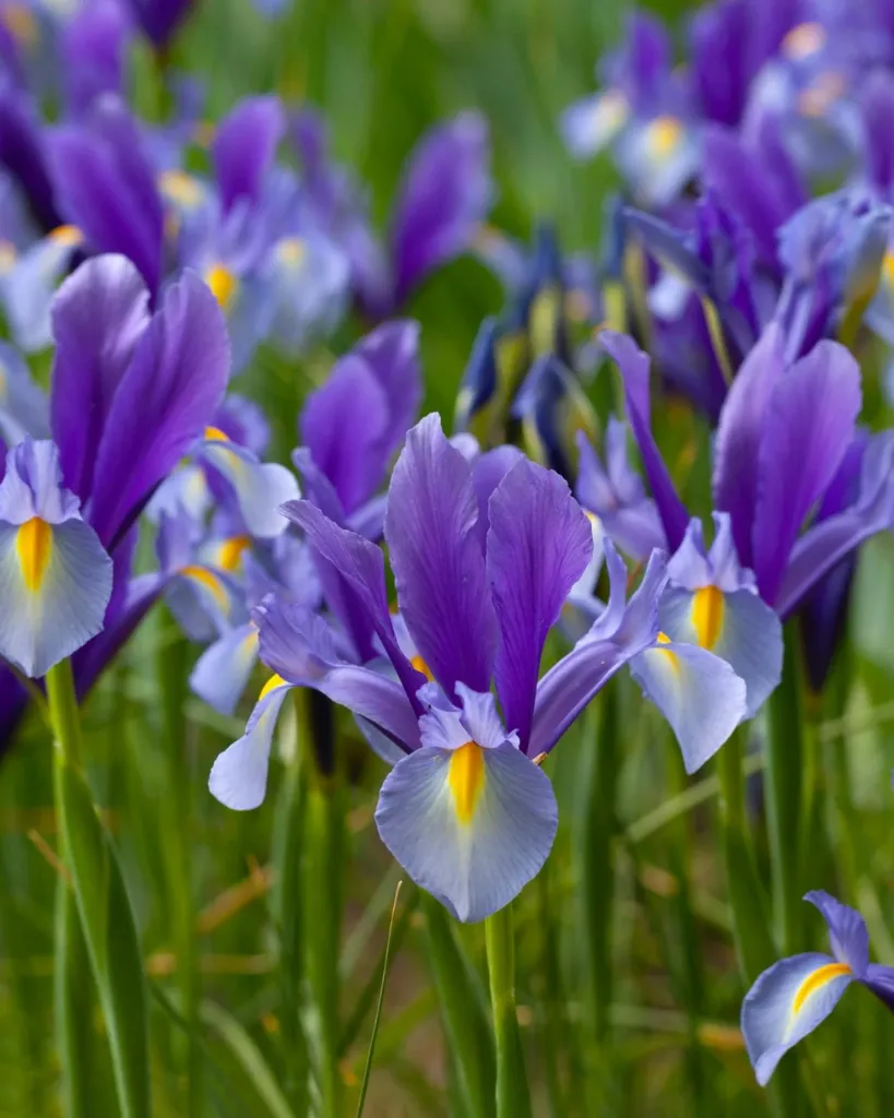 Iris Morado (3).webp