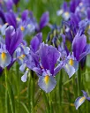 Iris Morado (3).webp