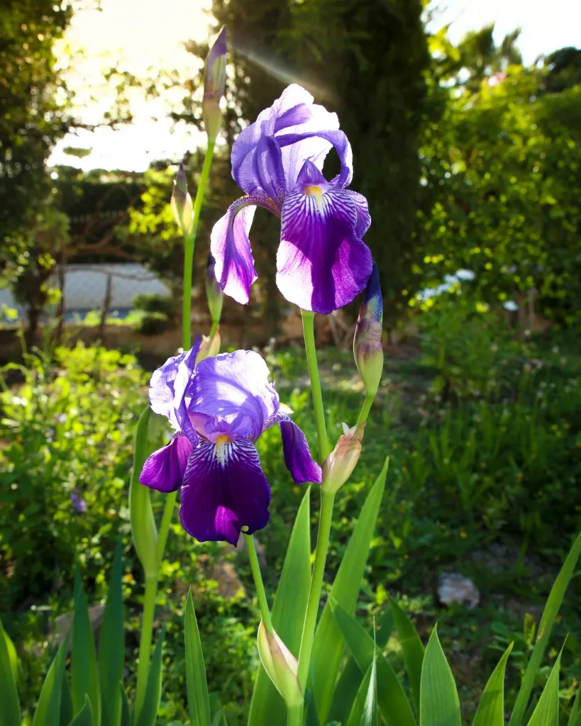 Iris Morado (2).webp
