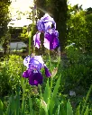 Iris Morado (2).webp