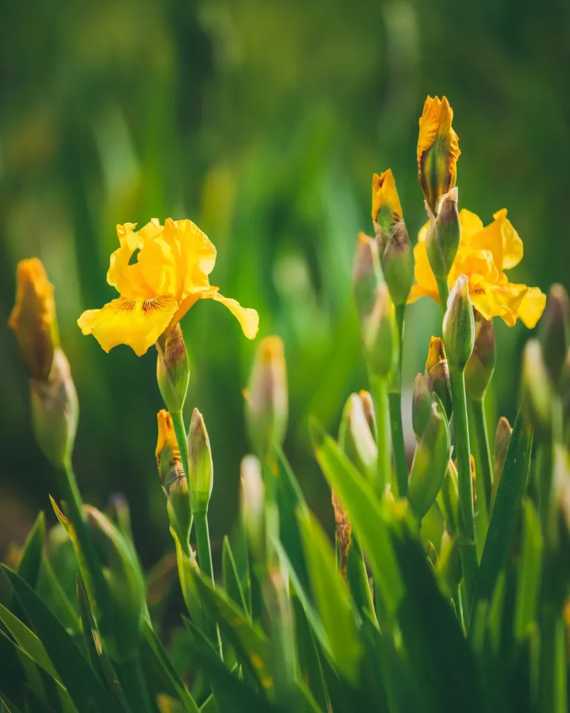 Iris amarillo (3).webp
