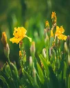 Iris amarillo (3).webp